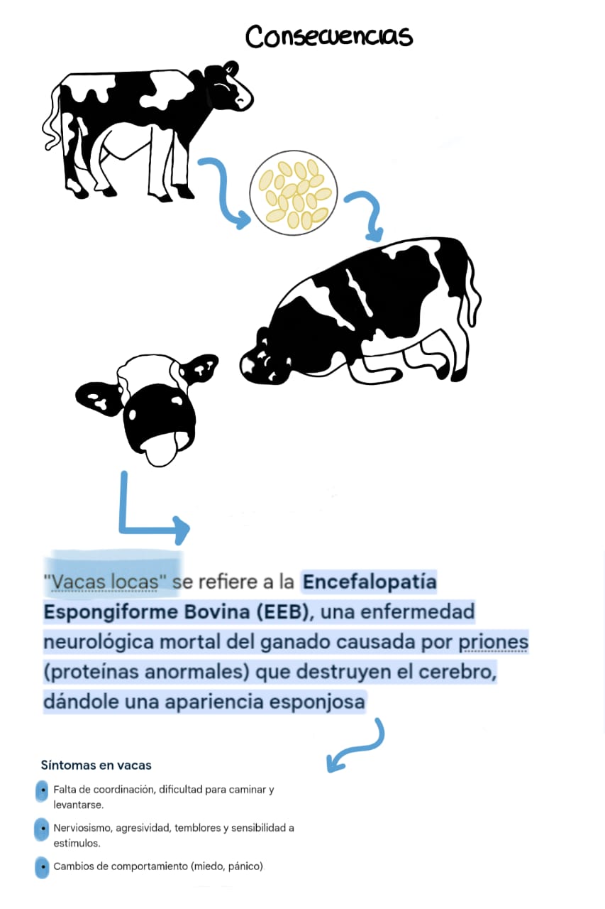 Consecuencias de la enfermedad de las vacas locas
